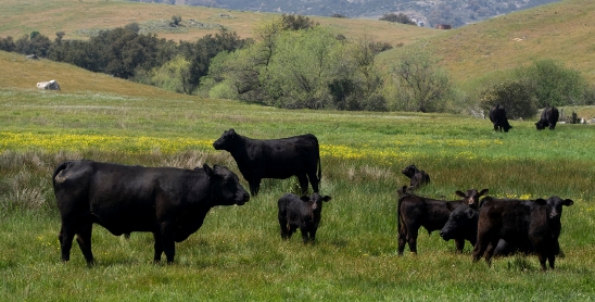 Angus Cattle grazing in their fields